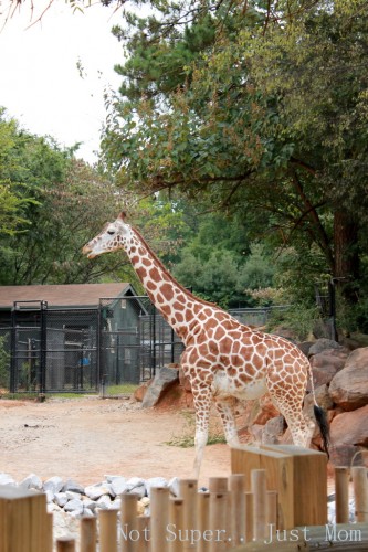 Giraffe at Zoo Atlanta