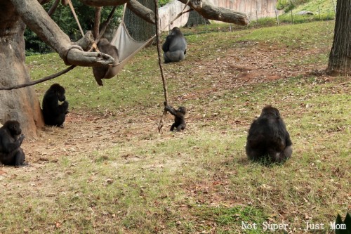 Baby Gorilla Zoo Atlanta