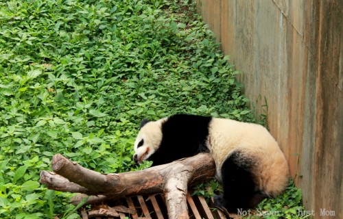Panda Zoo Atlanta