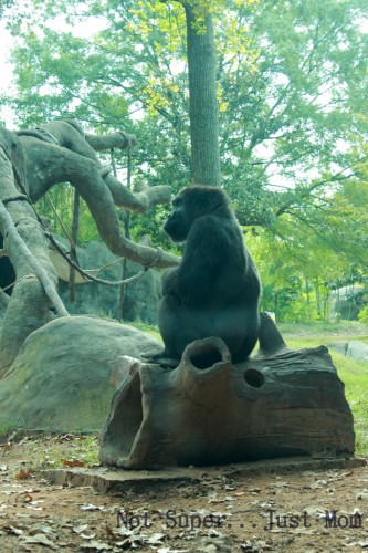 Zoo Atlanta Gorilla