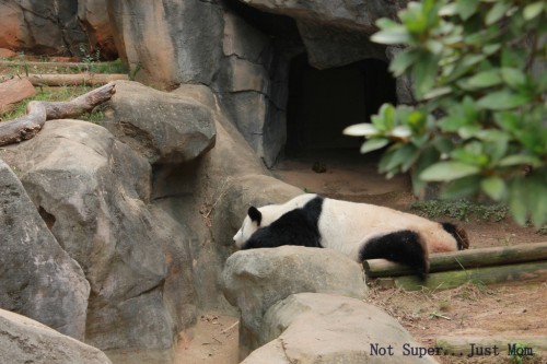 Lazy Panda Zoo Atlanta
